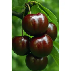 Scion de Cerisier Bical Preta cultivé dans le Tarn - résistant aux maladies - compatible Agriculture Bio