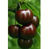 Scion de Cerisier Bical Preta cultivé dans le Tarn - résistant aux maladies - compatible Agriculture Bio