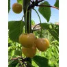 Scion de Cerisier Borostyan cultivé dans le Tarn - résistant aux maladies - compatible Agriculture Bio