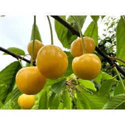 Scion de Cerisier Borostyan cultivé dans le Tarn - résistant aux maladies - compatible Agriculture Bio