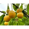 Scion de Cerisier Borostyan cultivé dans le Tarn - résistant aux maladies - compatible Agriculture Bio