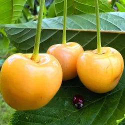 Scion de Cerisier Borostyan cultivé dans le Tarn - résistant aux maladies - compatible Agriculture Bio