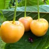 Scion de Cerisier Borostyan cultivé dans le Tarn - résistant aux maladies - compatible Agriculture Bio