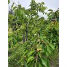 Scion de Cerisier Borostyan cultivé dans le Tarn - résistant aux maladies - compatible Agriculture Bio