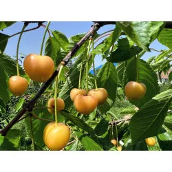 Scion de Cerisier Borostyan cultivé dans le Tarn - résistant aux maladies - compatible Agriculture Bio