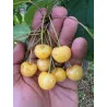 Scion de Cerisier Borostyan cultivé dans le Tarn - résistant aux maladies - compatible Agriculture Bio