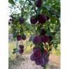 Scion de pluot / hybride Prumix™ Délice de Crimée cultivé dans le Tarn - résistant aux maladies - compatible Agriculture Bio