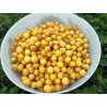 Scion de Cerisier Borostyan cultivé dans le Tarn - résistant aux maladies - compatible Agriculture Bio