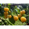 Scion de Cerisier Borostyan cultivé dans le Tarn - résistant aux maladies - compatible Agriculture Bio
