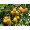 Scion de Cerisier Borostyan cultivé dans le Tarn - résistant aux maladies - compatible Agriculture Bio
