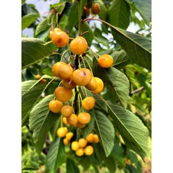 Scion de Cerisier Borostyan cultivé dans le Tarn - résistant aux maladies - compatible Agriculture Bio