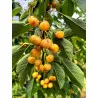 Scion de Cerisier Borostyan cultivé dans le Tarn - résistant aux maladies - compatible Agriculture Bio