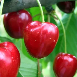 Scion de Cerisier Coeur de Boeuf cultivé dans le Tarn - résistant aux maladies - compatible Agriculture Bio