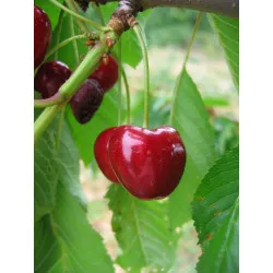 Scion de Cerisier Coeur de Boeuf cultivé dans le Tarn - résistant aux maladies - compatible Agriculture Bio
