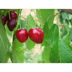 Scion de Cerisier Coeur de Boeuf cultivé dans le Tarn - résistant aux maladies - compatible Agriculture Bio