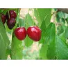 Scion de Cerisier Coeur de Boeuf cultivé dans le Tarn - résistant aux maladies - compatible Agriculture Bio