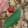 Scion de Cerisier Coeur de Boeuf cultivé dans le Tarn - résistant aux maladies - compatible Agriculture Bio