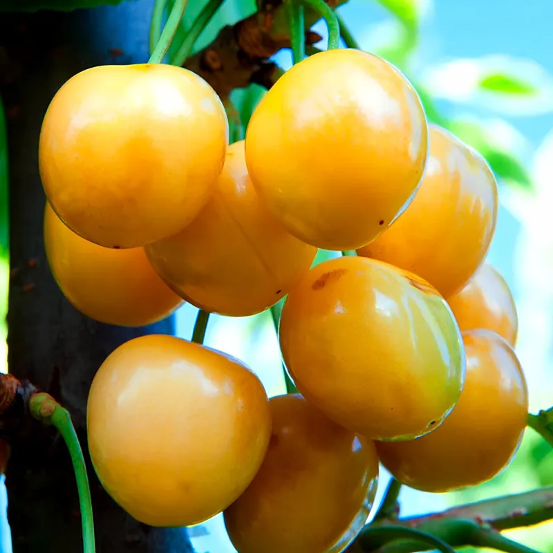 Scion de Cerisier Drogana Yellow cultivé dans le Tarn - résistant aux maladies - compatible Agriculture Bio