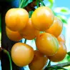 Scion de Cerisier Drogana Yellow cultivé dans le Tarn - résistant aux maladies - compatible Agriculture Bio