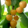 Scion de Cerisier Drogana Yellow cultivé dans le Tarn - résistant aux maladies - compatible Agriculture Bio