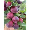 Scion de pluot / hybride Prumix™ Délice de Crimée cultivé dans le Tarn - résistant aux maladies - compatible Agriculture Bio