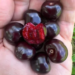Scion de Cerisier Durone Costasavina cultivé dans le Tarn - résistant aux maladies - compatible Agriculture Bio