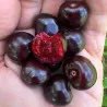 Scion de Cerisier Durone Costasavina cultivé dans le Tarn - résistant aux maladies - compatible Agriculture Bio