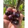 Scion de Cerisier Durone Costasavina cultivé dans le Tarn - résistant aux maladies - compatible Agriculture Bio