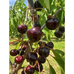 Scion de Cerisier Durone Costasavina cultivé dans le Tarn - résistant aux maladies - compatible Agriculture Bio