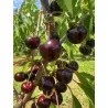 Scion de Cerisier Durone Costasavina cultivé dans le Tarn - résistant aux maladies - compatible Agriculture Bio