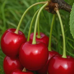 Scion de Cerisier Guillaume cultivé dans le Tarn - résistant aux maladies - compatible Agriculture Bio