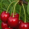 Scion de Cerisier Guillaume cultivé dans le Tarn - résistant aux maladies - compatible Agriculture Bio