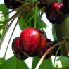 Scion de Cerisier Jaboulay cultivé dans le Tarn - résistant aux maladies - compatible Agriculture Bio