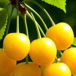 Scion de Cerisier Kanarkova cultivé dans le Tarn - résistant aux maladies - compatible Agriculture Bio