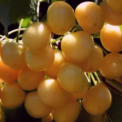 Scion de Cerisier Kanarkova cultivé dans le Tarn - résistant aux maladies - compatible Agriculture Bio