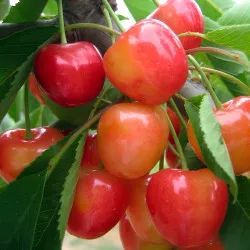Scion de Cerisier Napoléon cultivé dans le Tarn - résistant aux maladies - compatible Agriculture Bio