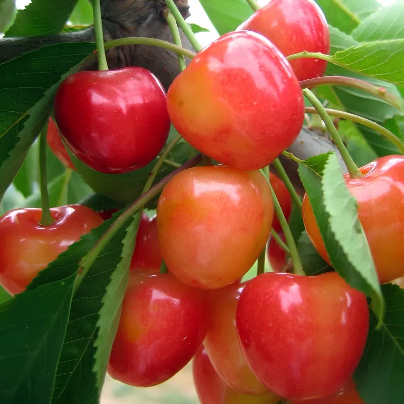 Scion de Cerisier Napoléon cultivé dans le Tarn - résistant aux maladies - compatible Agriculture Bio