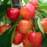 Scion de Cerisier Napoléon cultivé dans le Tarn - résistant aux maladies - compatible Agriculture Bio