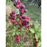 Scion de pluot / hybride Prumix™ Délice de Crimée cultivé dans le Tarn - résistant aux maladies - compatible Agriculture Bio