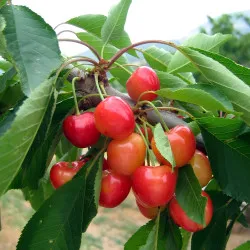 Scion de Cerisier Napoléon cultivé dans le Tarn - résistant aux maladies - compatible Agriculture Bio