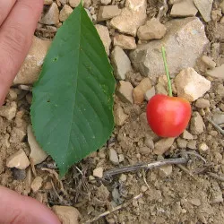 Scion de Cerisier Napoléon cultivé dans le Tarn - résistant aux maladies - compatible Agriculture Bio