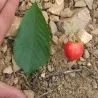 Scion de Cerisier Napoléon cultivé dans le Tarn - résistant aux maladies - compatible Agriculture Bio