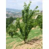 Scion de Cerisier Marmotte cultivé dans le Tarn - résistant aux maladies - compatible Agriculture Bio