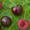 Scion de Cerisier Merveille cultivé dans le Tarn - résistant aux maladies - compatible Agriculture Bio