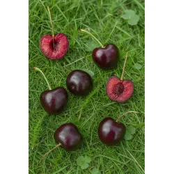 Scion de Cerisier Merveille cultivé dans le Tarn - résistant aux maladies - compatible Agriculture Bio