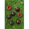 Scion de Cerisier Merveille cultivé dans le Tarn - résistant aux maladies - compatible Agriculture Bio