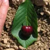 Scion de Cerisier Moreau cultivé dans le Tarn - résistant aux maladies - compatible Agriculture Bio
