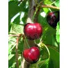 Scion de Cerisier Moreau cultivé dans le Tarn - résistant aux maladies - compatible Agriculture Bio