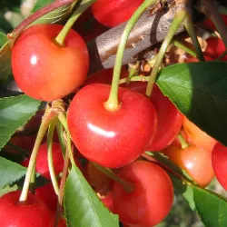 Scion de Griottier Reine Hortense cultivé dans le Tarn - résistant aux maladies - compatible Agriculture Bio