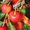 Scion de Griottier Reine Hortense cultivé dans le Tarn - résistant aux maladies - compatible Agriculture Bio